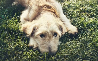 Blog - ACHTUNG – präparierte Hundeköder